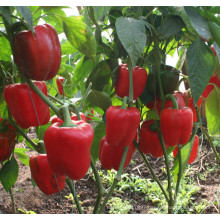 HSP08 Dangzo red F1 hybrid bell/sweet pepper seeds in vegetable seeds